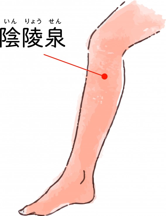 陰陵泉～夏バテ解消！胃腸を正常化し、むくみ取りのツボ～